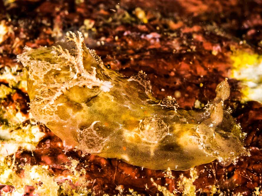 Plocamopherus sp. A